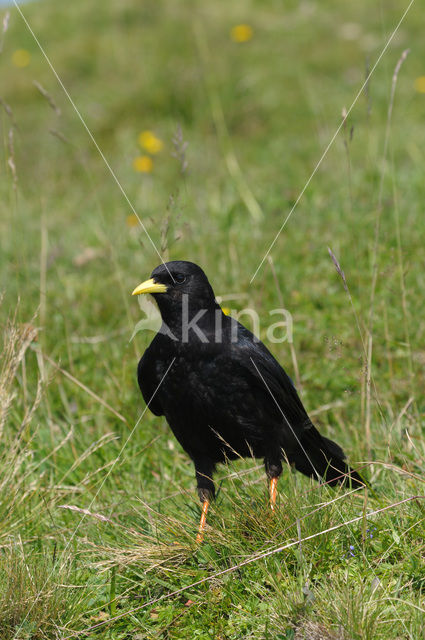 Alpenkauw (Pyrrhocorax graculus)