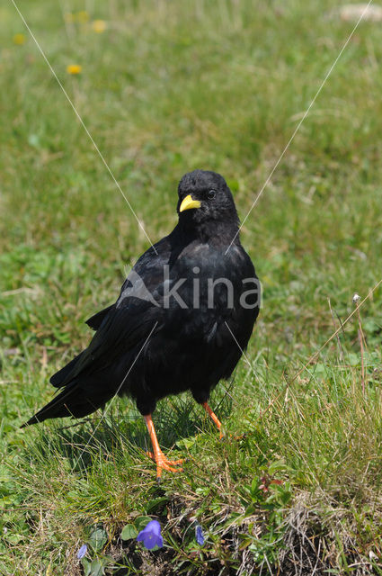 Alpenkauw (Pyrrhocorax graculus)