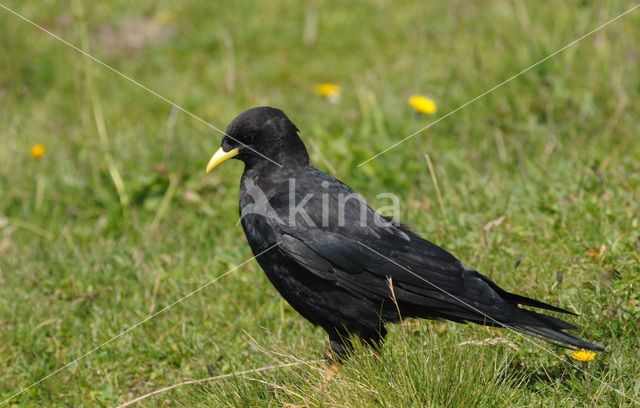 Alpenkauw (Pyrrhocorax graculus)