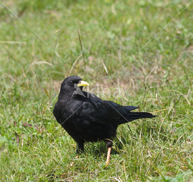 Alpenkauw (Pyrrhocorax graculus)