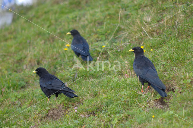 Alpenkauw (Pyrrhocorax graculus)