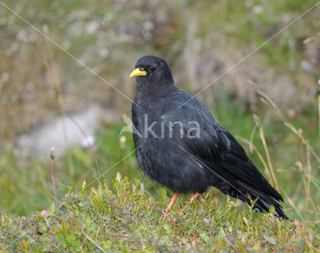 Alpenkauw (Pyrrhocorax graculus)