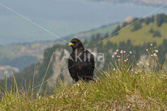 Alpenkauw (Pyrrhocorax graculus)