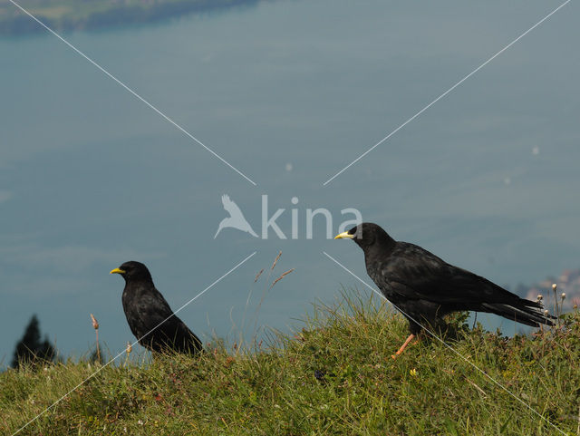 Alpenkauw (Pyrrhocorax graculus)