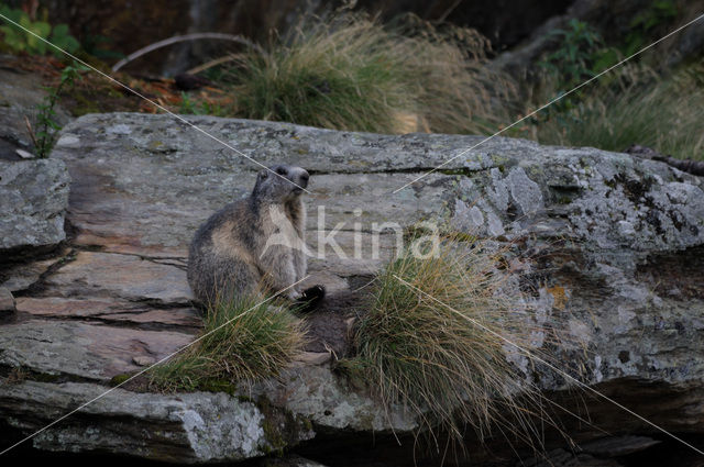 Alpine Marmot (Marmota marmota)