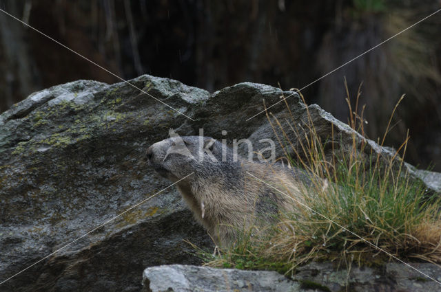 Alpine Marmot (Marmota marmota)