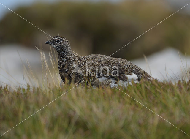 Alpensneeuwhoen (Lagopus muta)