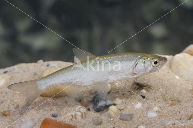 Bleak (Alburnus alburnus)