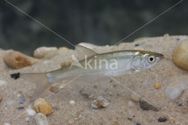 Bleak (Alburnus alburnus)