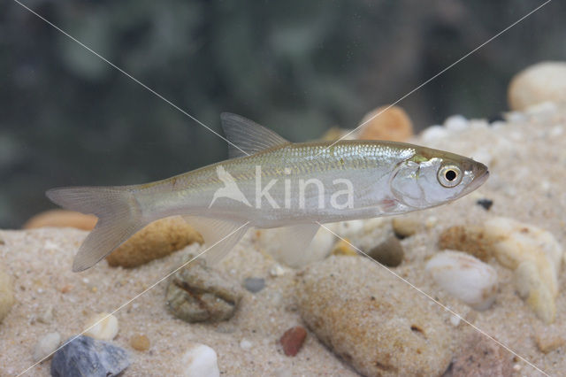 Bleak (Alburnus alburnus)