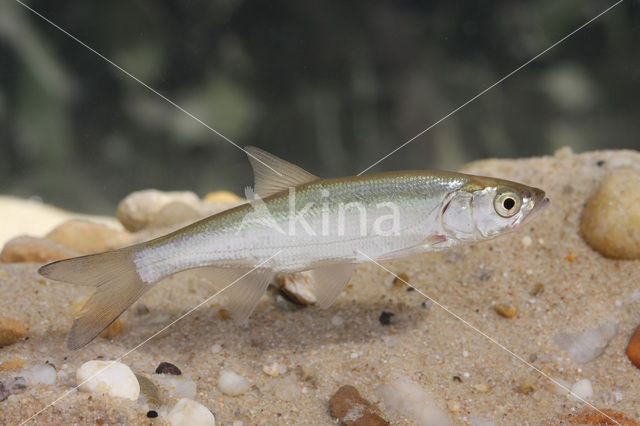 Bleak (Alburnus alburnus)
