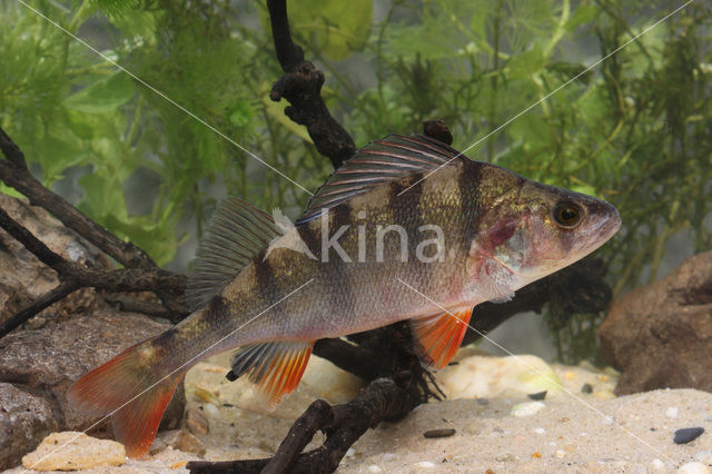 river perch (Perca fluviatilis)