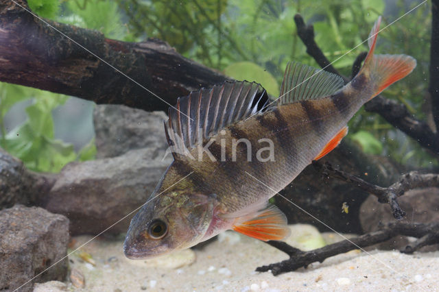 river perch (Perca fluviatilis)