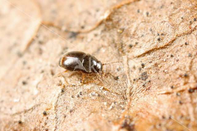 Baeocrara variolosa