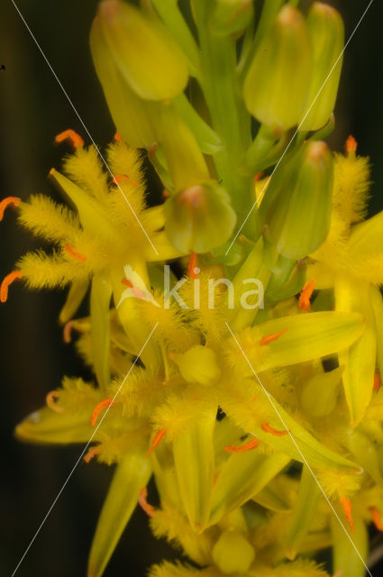 Bog Asphodel (Narthecium ossifragum)