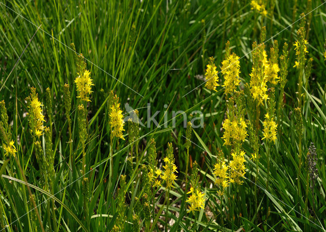 Bog Asphodel (Narthecium ossifragum)