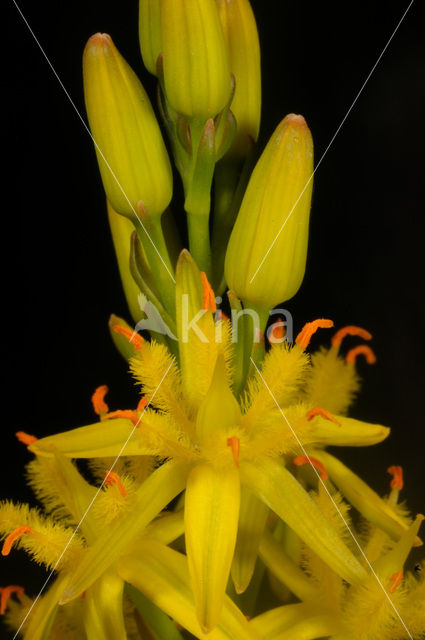 Bog Asphodel (Narthecium ossifragum)