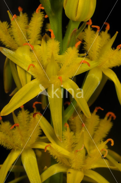 Bog Asphodel (Narthecium ossifragum)