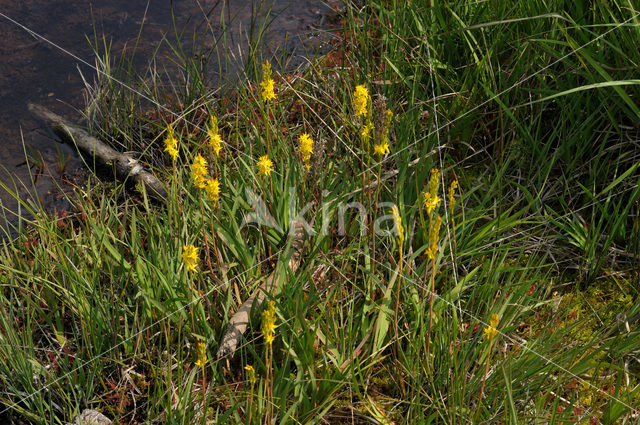 Bog Asphodel (Narthecium ossifragum)