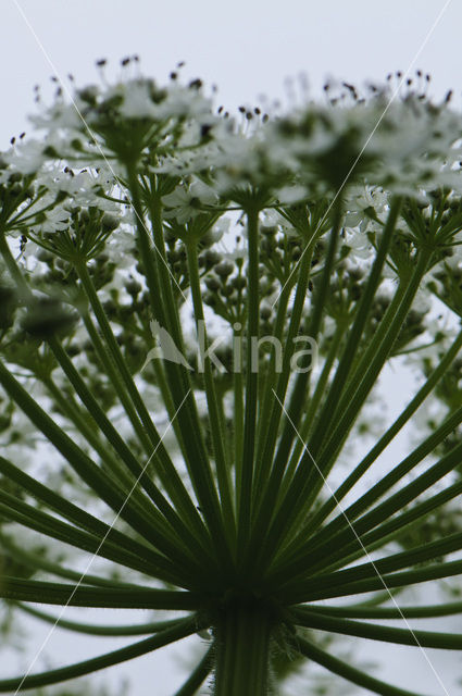 Giant Hogweed (Heracleum mantegazzianum)