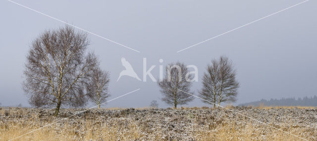 Birch (Betula)