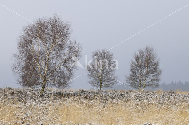 Birch (Betula)