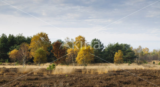 Berk (Betula)