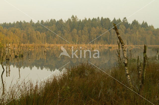 Berk (Betula)