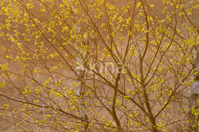 Berk (Betula)