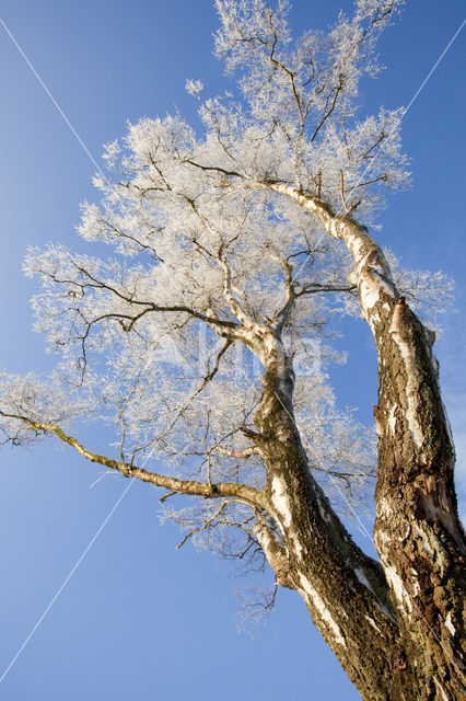 Berk (Betula)