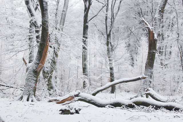 Beech (Fagus sylvatica)