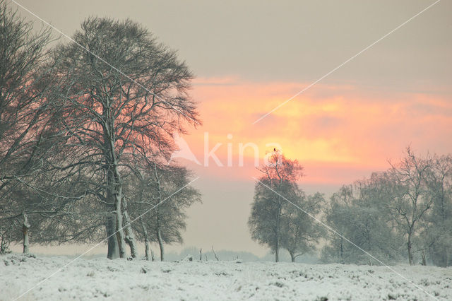 Beech (Fagus sylvatica)