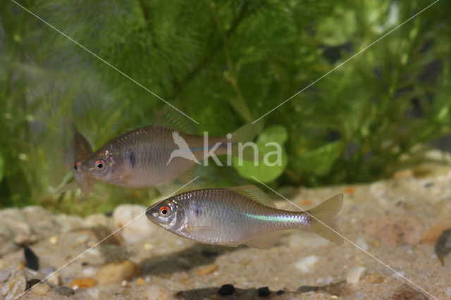 Bitterling (Rhodeus amarus)