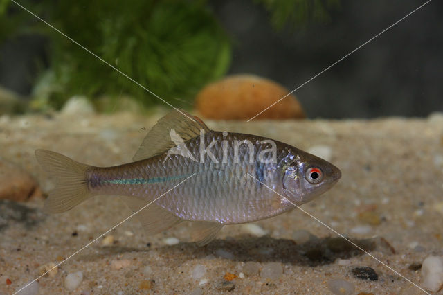 Bitterling (Rhodeus amarus)