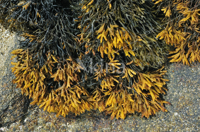 Channelled wrack (Pelvetia canaliculata)