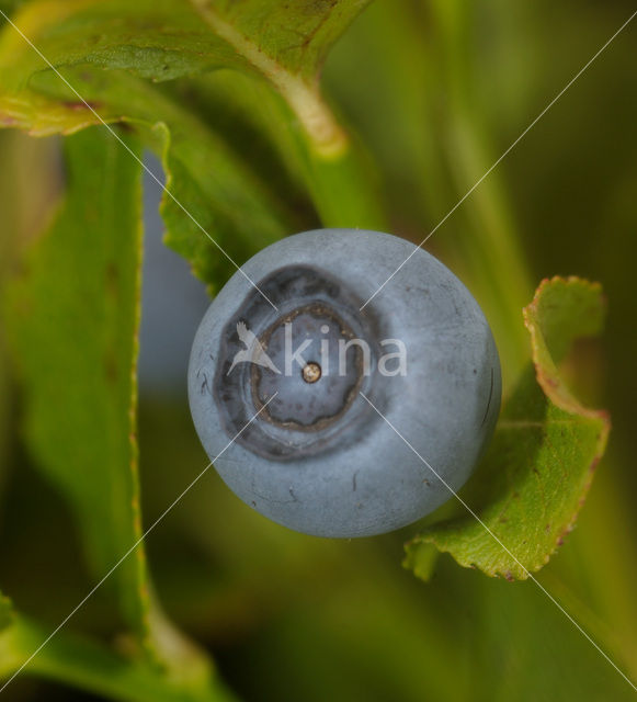 Bilberry (Vaccinium myrtillus)