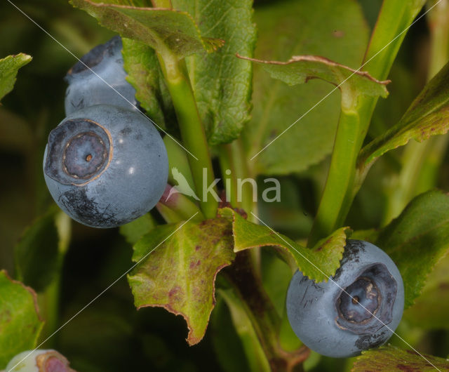 Blauwe bosbes (Vaccinium myrtillus)