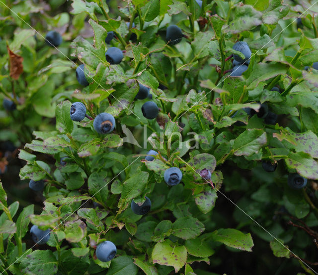 Blauwe bosbes (Vaccinium myrtillus)