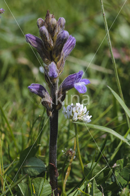 Blauwe bremraap (Orobanche purpurea)