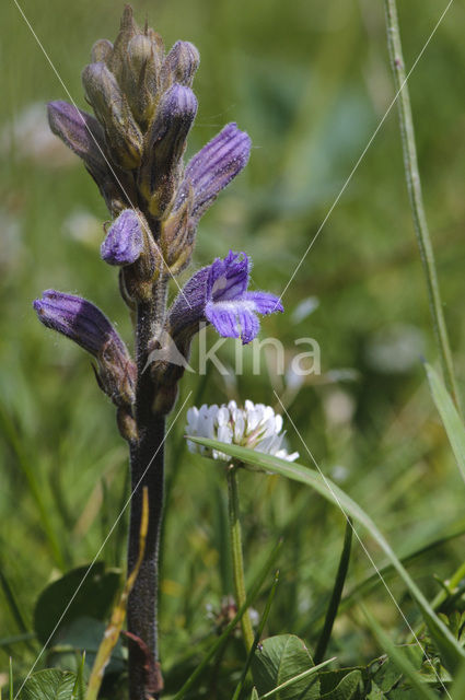 Blauwe bremraap (Orobanche purpurea)