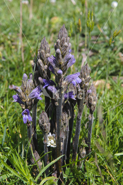 Blauwe bremraap (Orobanche purpurea)