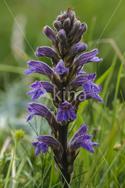 Blauwe bremraap (Orobanche purpurea)