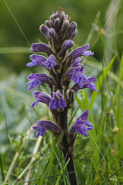 Blauwe bremraap (Orobanche purpurea)