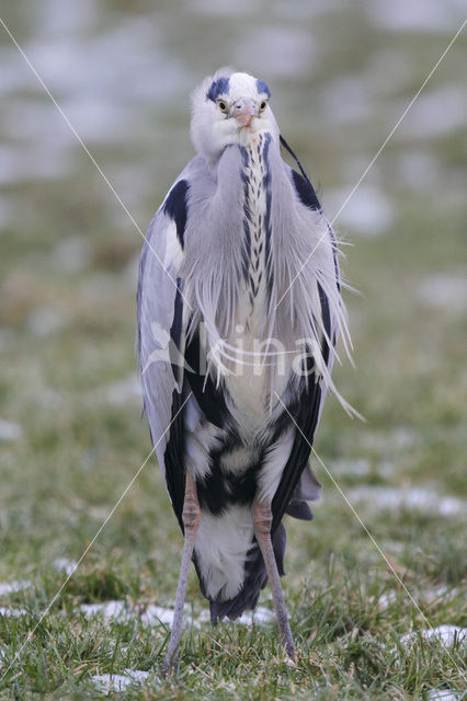 Blauwe Reiger (Ardea cinerea)