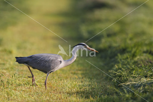 Blauwe Reiger (Ardea cinerea)