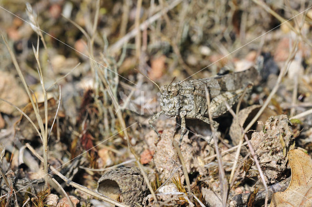 Blauwvleugelsprinkhaan (Oedipoda caerulescens)