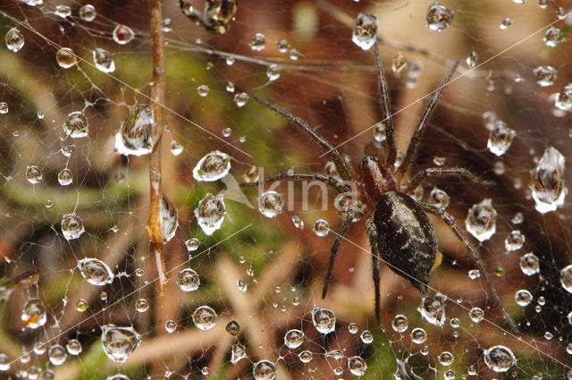 Bonte trechterspin (Tegenaria ferruginea)