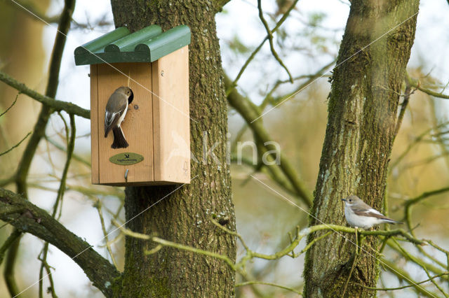 European Pied Flycatcher (Ficedula hypoleuca)