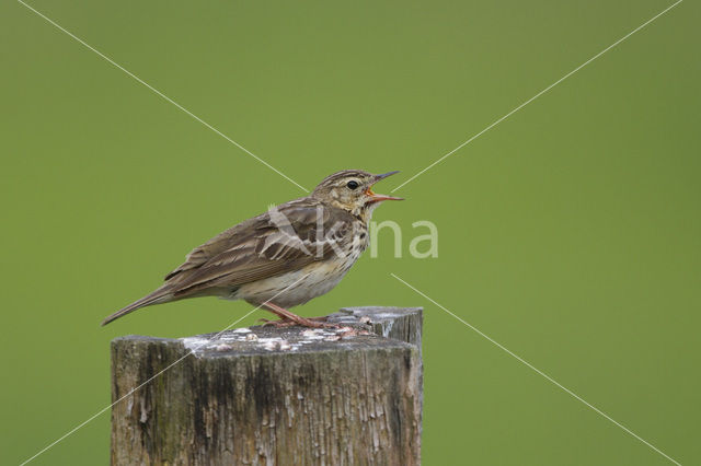 Boompieper (Anthus trivialis)