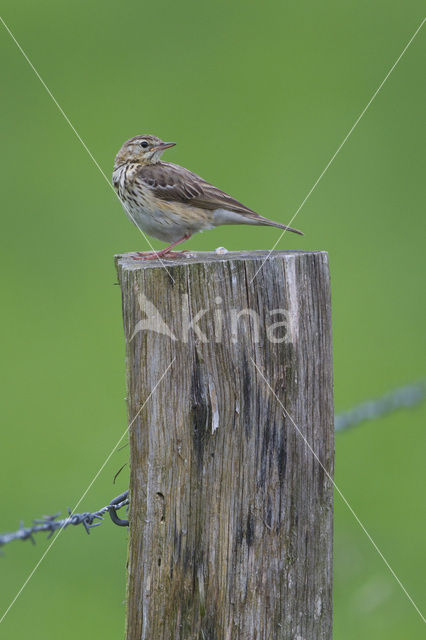 Tree Pipit (Anthus trivialis)